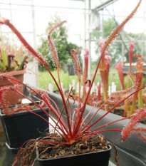 Rosnatka Red plant - Drosera capensis - semena rosnatky - 15 ks