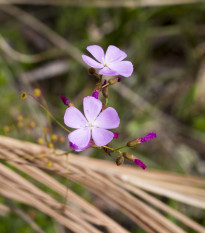 Rosnatka Minor - Drosera capensis - semena rosnatky - 10 ks