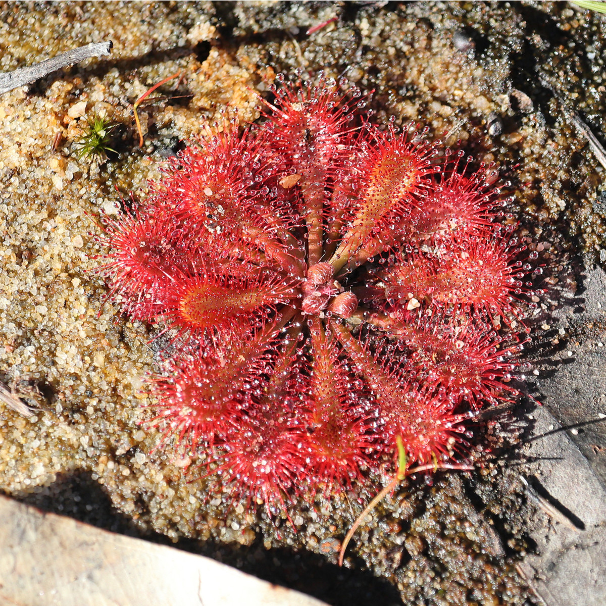 Rosnatka Minor - Drosera capensis - semena rosnatky - 10 ks