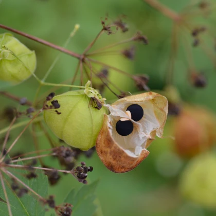 Srdcovnice nadmutá Ballonwein - Cardiospermum halicacabum - semena srdcovnice - 15 ks