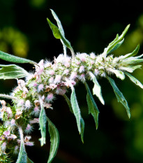 Srdečník obecný - Leonurus cardiaca - semena srdečníku - 20 ks