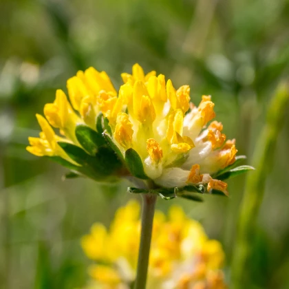 Úročník bolhoj - Anthyllis vulneraria - semena úročníku - 30 ks