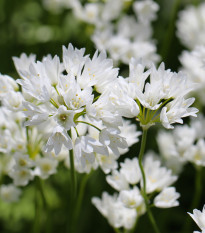 Česnek Zebdanense - Allium - cibule okrasného česneku - 3 ks