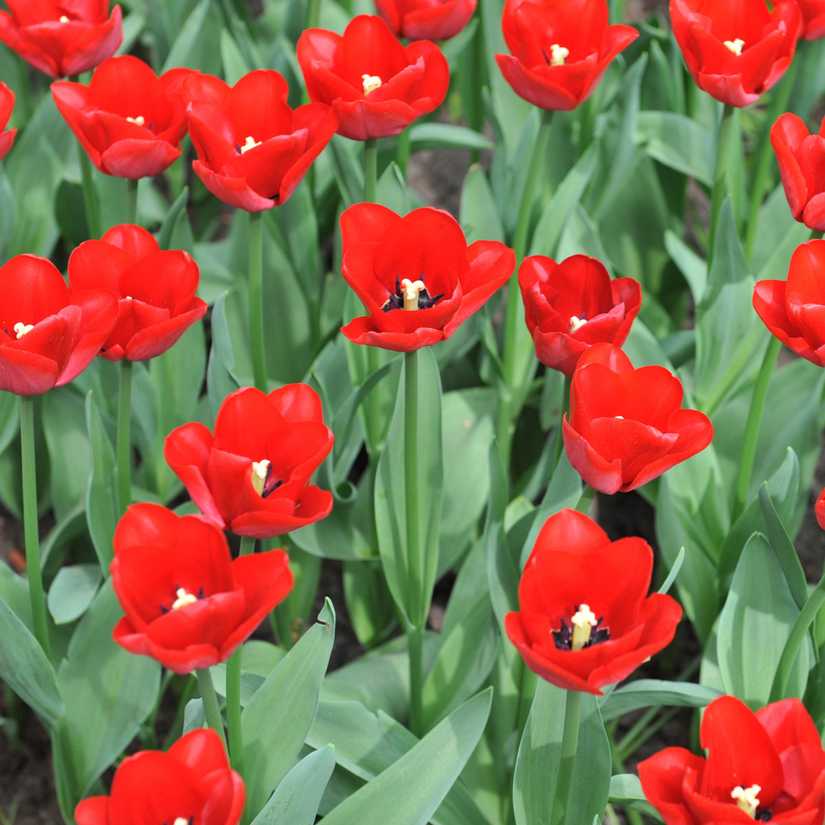 Tulipán Ile De France - Tulipa - cibule tulipánu - 3 ks
