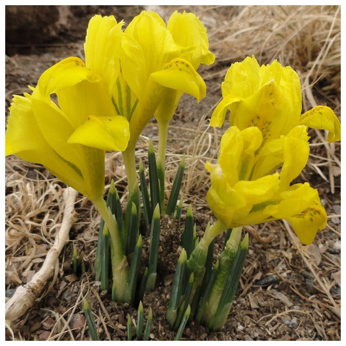 Kosatec síťkovaný Danforda - Iris reticulata - cibulky kosatce - 3 ks