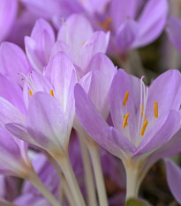Ocún obrovský - Colchicum giganteum - hlízy ocúnu - 1 ks