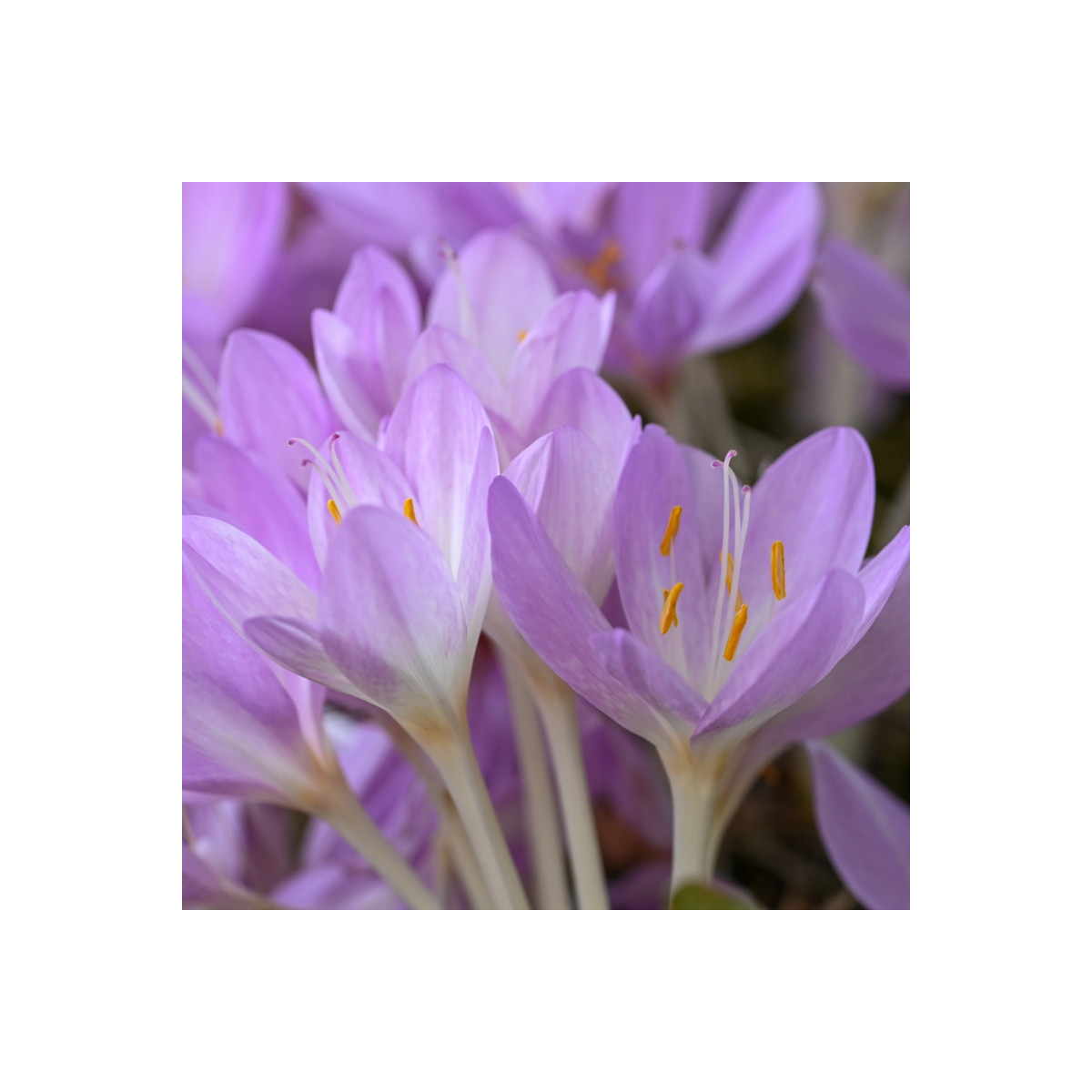 Ocún obrovský - Colchicum giganteum - hlízy ocúnu - 1 ks