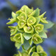 Pryšec statný - Euphorbia characias - semena pryšce - 18 ks