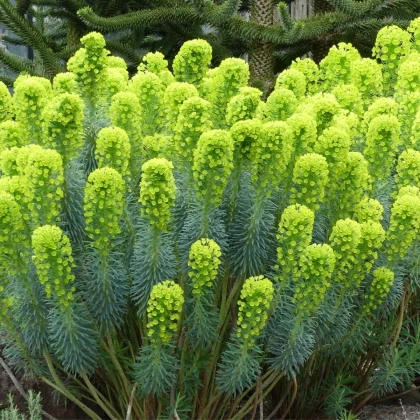 Pryšec statný - Euphorbia characias - semena pryšce - 18 ks