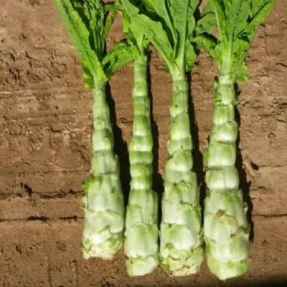 Povíjnice vodní - Špenát vodní - Ipomoea aquatic - semena povíjnice - 15 ks