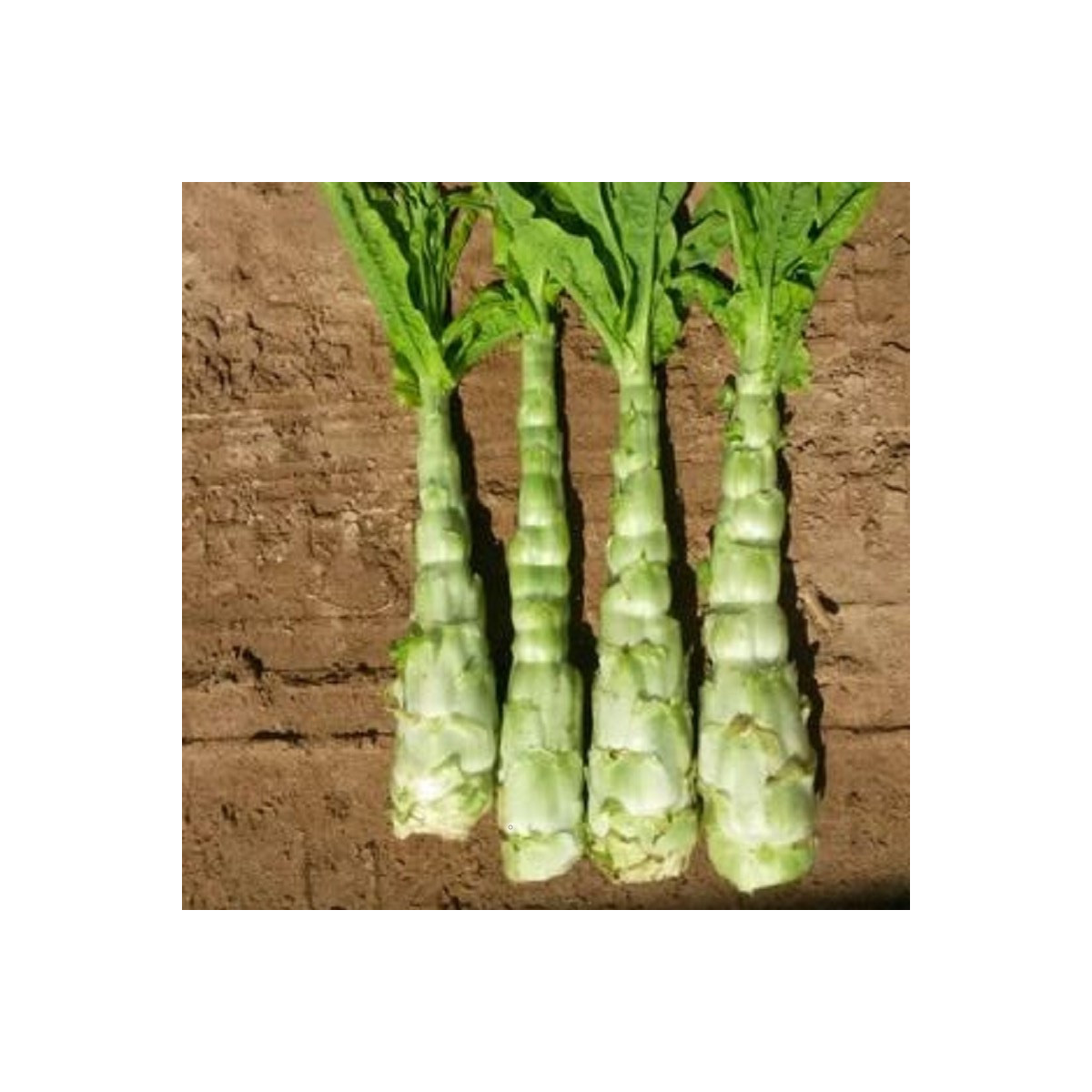 Povíjnice vodní - Špenát vodní - Ipomoea aquatic - semena povíjnice - 15 ks