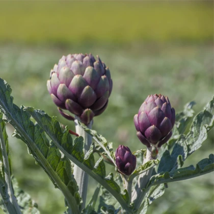 Artyčok kardový - Cynara cardunculus - semena artyčoku - 10 ks