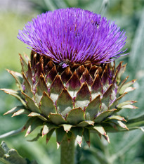 Artyčok kardový - Cynara cardunculus - semena artyčoku - 10 ks