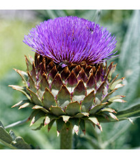 Artyčok kardový - Cynara cardunculus - semena artyčoku - 10 ks