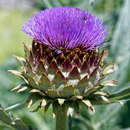 Artyčok kardový - Cynara cardunculus - semena artyčoku - 10 ks