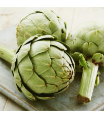 Artyčok Green Globe - Cynara scolymus - semena artyčoku - 20 ks