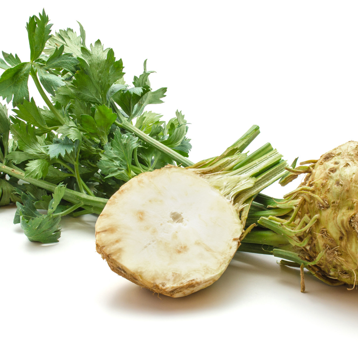 Celer bulvový Albin - Apium graveolens - semena celeru - 0,5 g