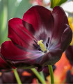 Tulipán Queen of Night - Tulipa - cibule tulipánu - 3 ks