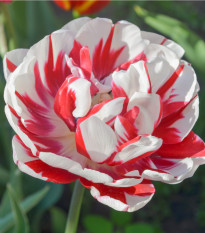 Tulipán Carnaval de Nice - Tulipa - cibule tulipánu - 3 ks