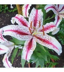 Lilie Dizzy - Lilium - cibule lilie - 1 ks