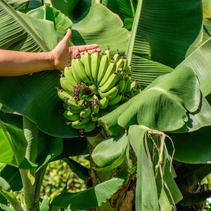 Banánovník Dwarf Cavendish - Musa acuminata - semena banánovníku - 5 ks