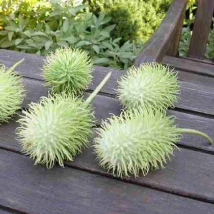 Okurka okrasná - Cucumis hirsutus - semena okurky - 6 ks