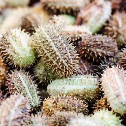 Okurka okrasná africká - Cucumis africanus - semena okurky - 6 ks