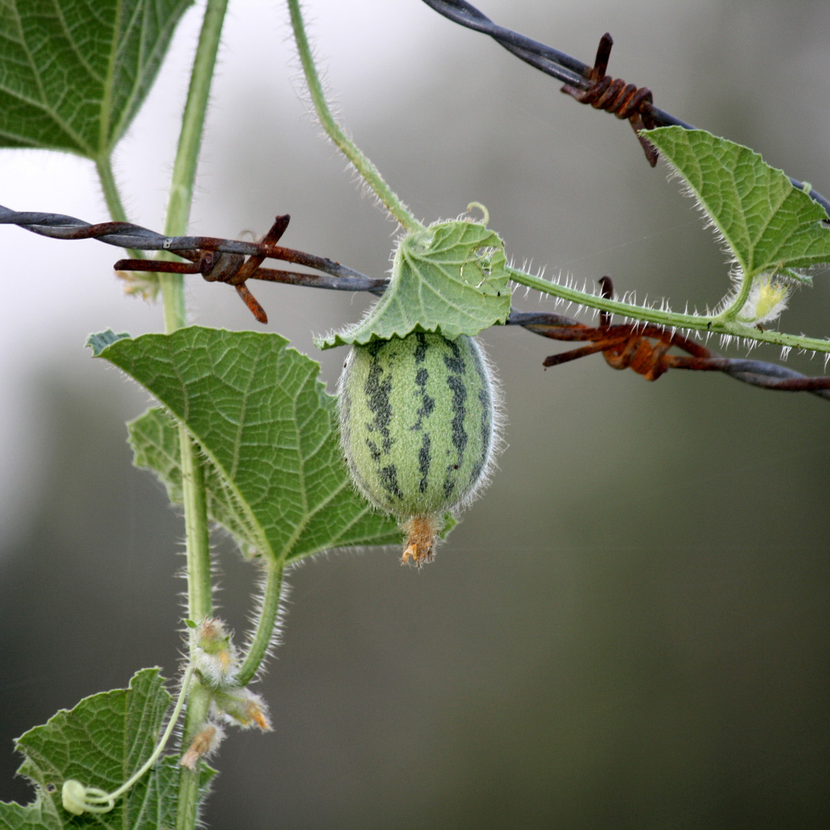 Okurka angreštová - Cucumis myriocarpus - semena okurky - 6 ks
