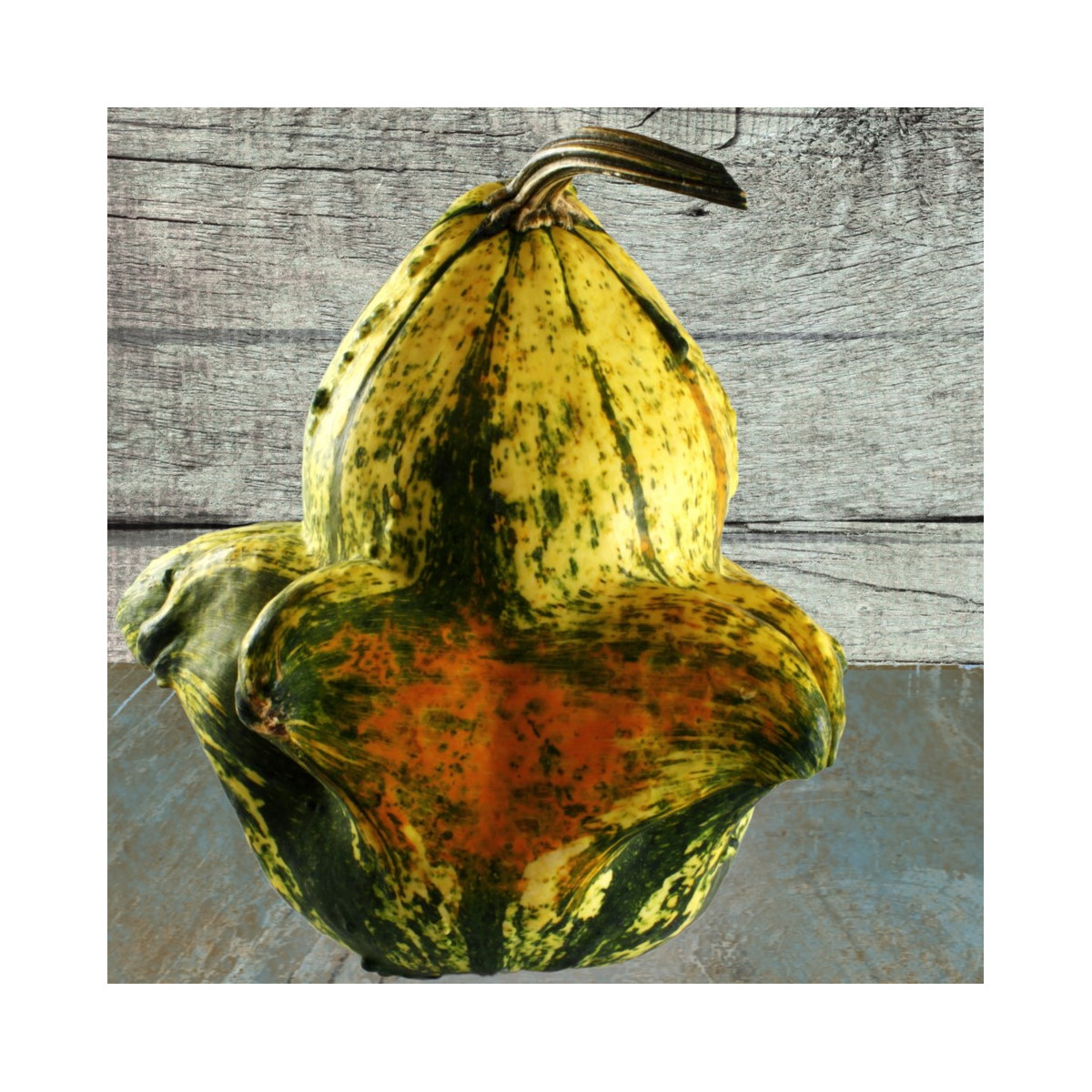 Tykev okrasná Autumn Wings - Cucurbita pepo - semena tykve - 5 ks