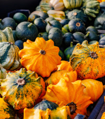 Tykvičky okrasné Koruna směs - Cucurbita pepo - semena tykve - 40 ks