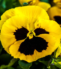 Maceška Schweizer Riesen Goldgelb - Viola wittrockiana - semena macešky - 200 ks