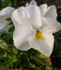 Maceška Schweizer Riesen Firnenschnee - Viola wittrockiana - semena macešky - 200 ks