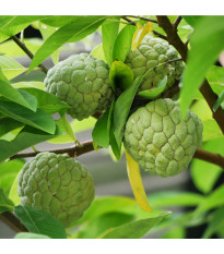 Anona šupinatá - Láhevník - Annona squamosa - semena anony - 5 ks