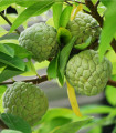 Anona šupinatá - Láhevník - Annona squamosa - semena anony - 5 ks