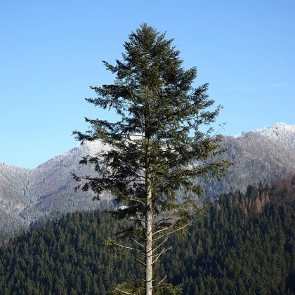 Jedle bělokorá - Abies alba - semena jedle - 7 ks