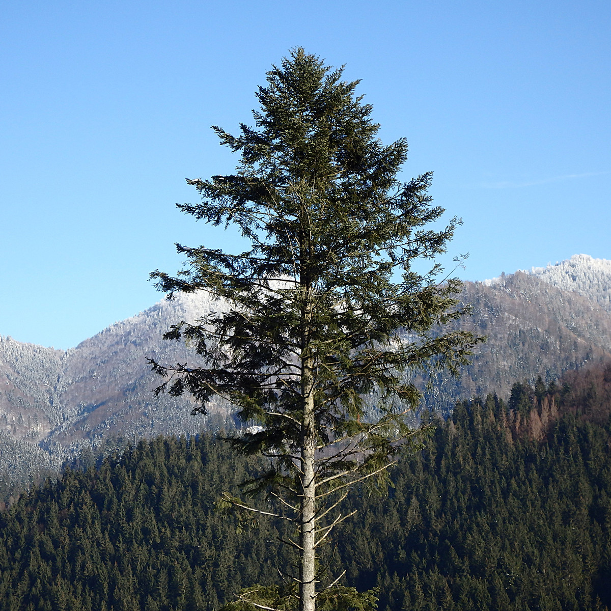 Jedle bělokorá - Abies alba - semena jedle - 7 ks
