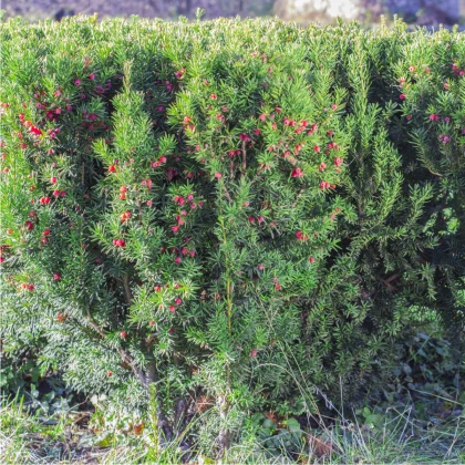 A vörös tiszafa – Taxus baccata – tűlevelű fák magjai