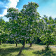 Katalpa trubačovitá - Catalpa bignonioides - semena katalpy - 8 ks