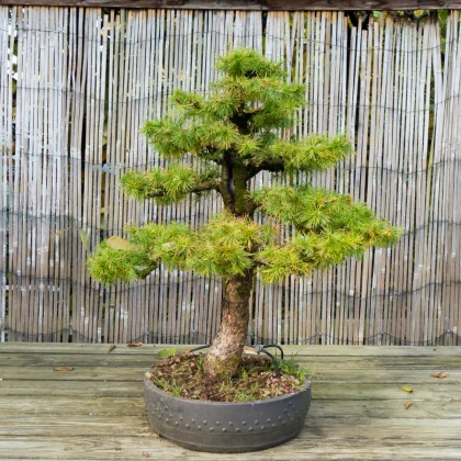 Modřín opadavý - Larix decidua - semena modřínu - 10 ks