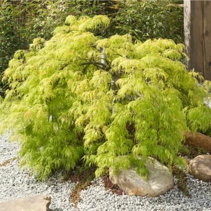 Javor dlanitolistý - Acer palmatum - semena javoru - 5 ks