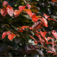 Buk lesní Atropurpurea - Fagus sylvatica atropurpurea - semena buku - 7 ks