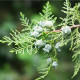 Keleti tuja – Platycladus orientalis – tuja magok – 20 db