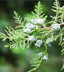Keleti tuja – Platycladus orientalis – tuja magok – 20 db
