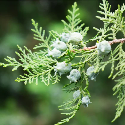 Keleti tuja – Platycladus orientalis – tuja magok – 20 db