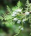Keleti tuja – Platycladus orientalis – tuja magok – 20 db