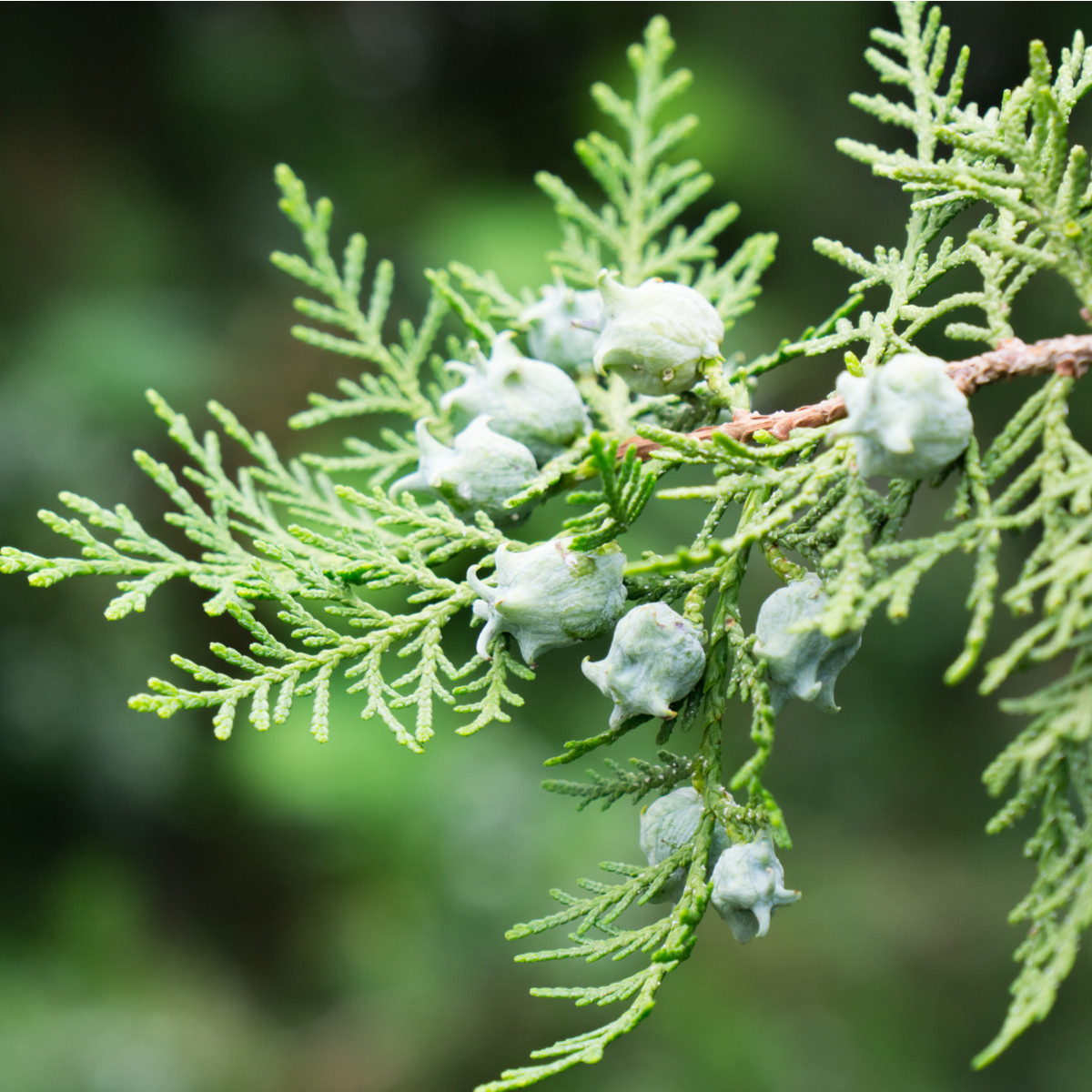 Keleti tuja – Platycladus orientalis – tuja magok – 20 db