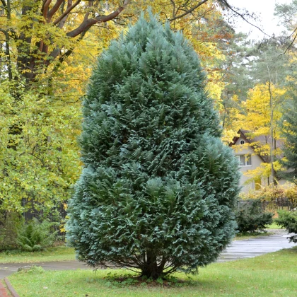 Keleti tuja – Platycladus orientalis – tuja magok – 20 db