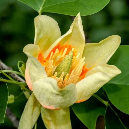 Liliovník tulipánokvětý - Liriodendron tulipifera - semena liliovníku - 10 ks