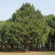 Borovice yunnan - Pinus yunnanensis - semena borovice - 5 ks