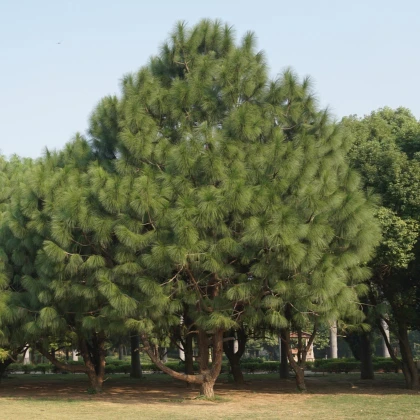 Borovice yunnan - Pinus yunnanensis - semena borovice - 5 ks